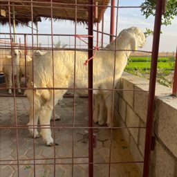 Jabal Hafeet Farm logo