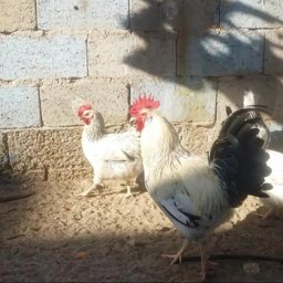 Bahrain Poultry House logo