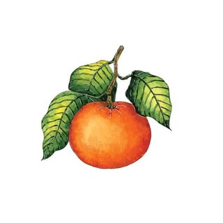Yava logo