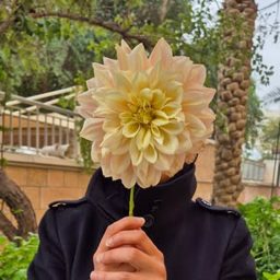Dalia Marafi logo