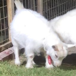 Al Aqeel Pygmy Goats Farm logo