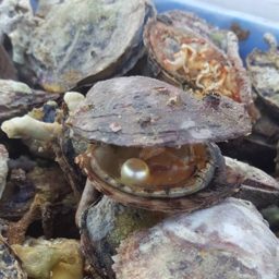 Bahrain Oysters logo