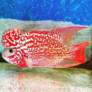 Exotic Aquarium Q8 logo