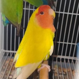 Bin Ali Rosella Birds logo
