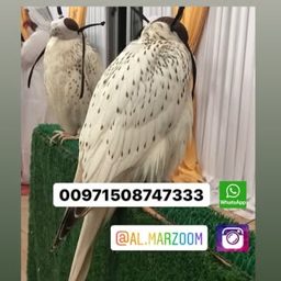 Al Marzoom Falconry logo