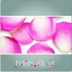 Petals logo