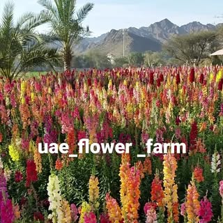 UAE Flower Farm logo