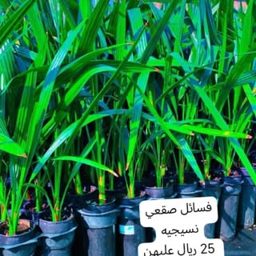 Abu Mohamed Palm Nursery logo