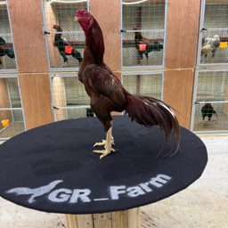 GR Farm logo