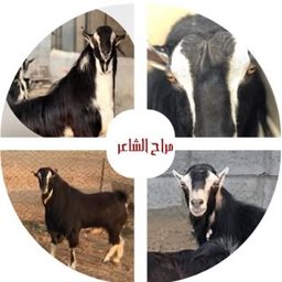 مراح الشاعر logo