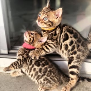 Bengal Kittens UAE logo