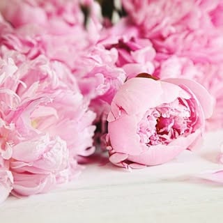 Julia Flowers logo