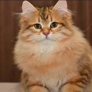 Siberian Cats UAE logo