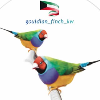 Gouldian KWT logo