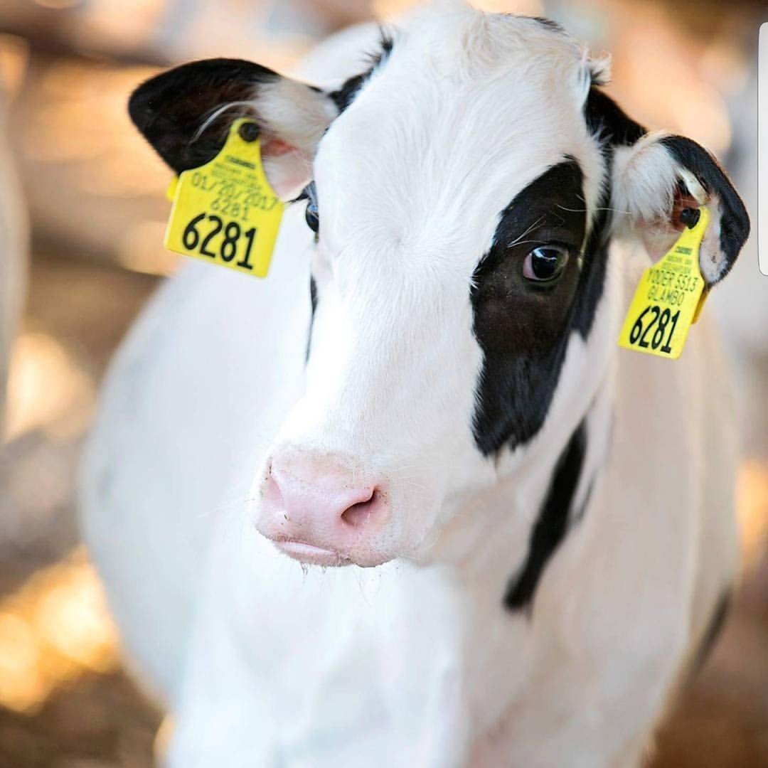 Hatta Cow Farm logo